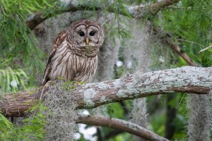 Phinizy Swamp Barred Owl   Augusta GA 8034